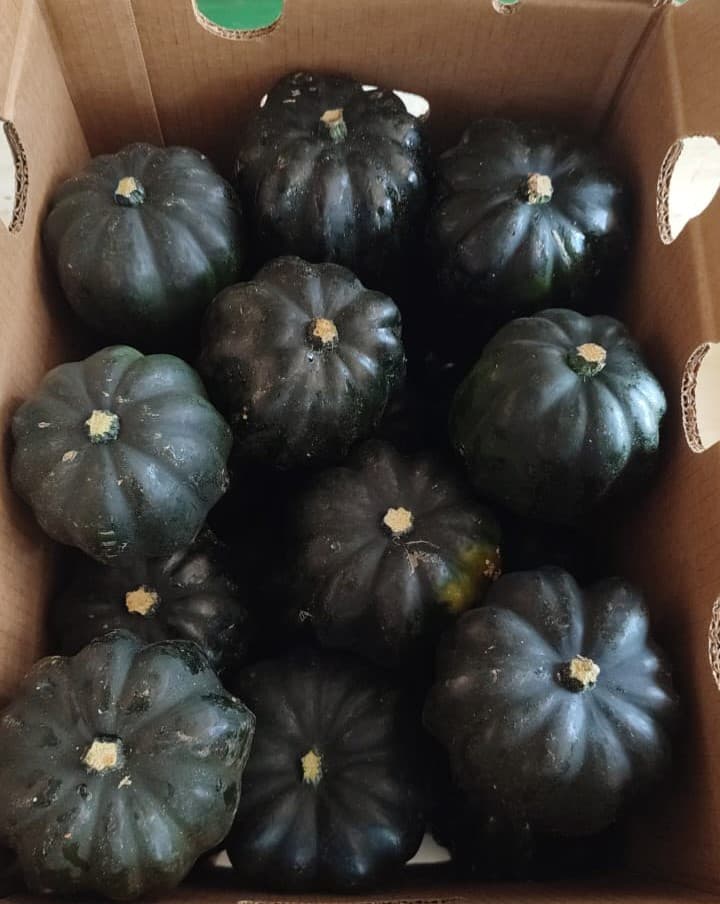 Squash production and selection in Panama