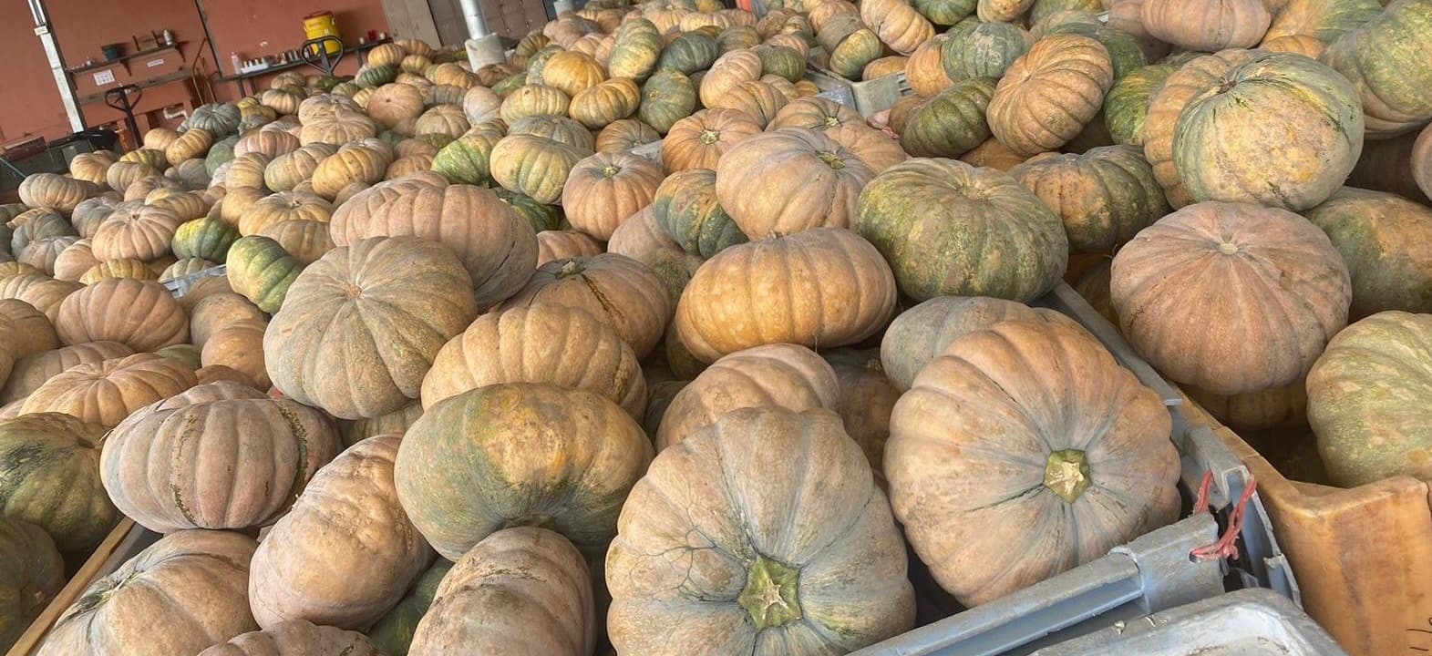 Squash production and selection in Panama