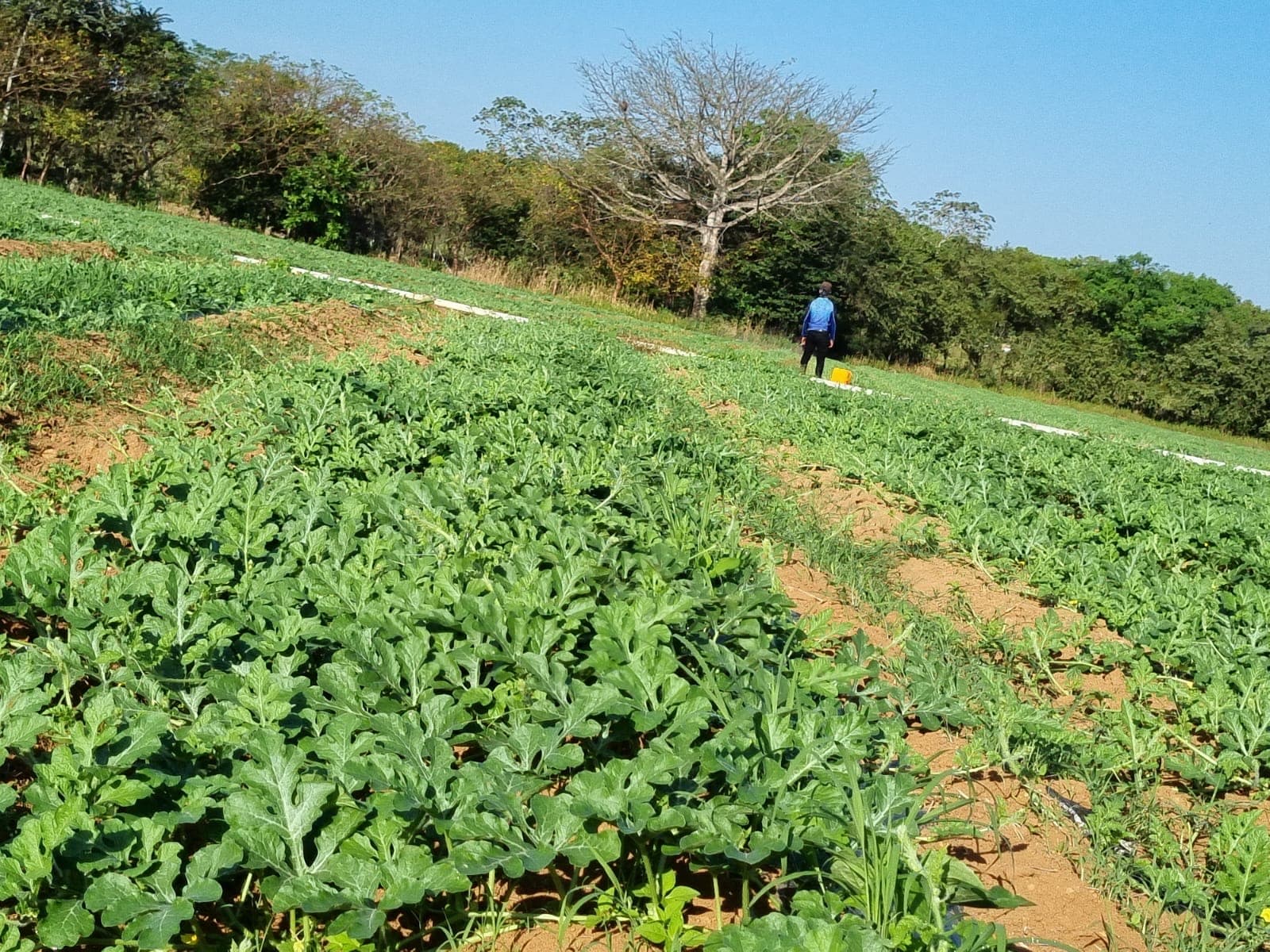 Panama Squash Co. agricultural production in Panama