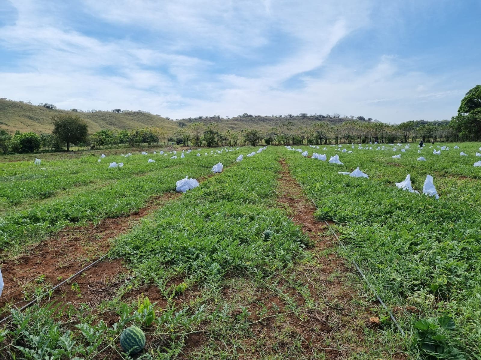 Panama Squash Co. agricultural production in Panama