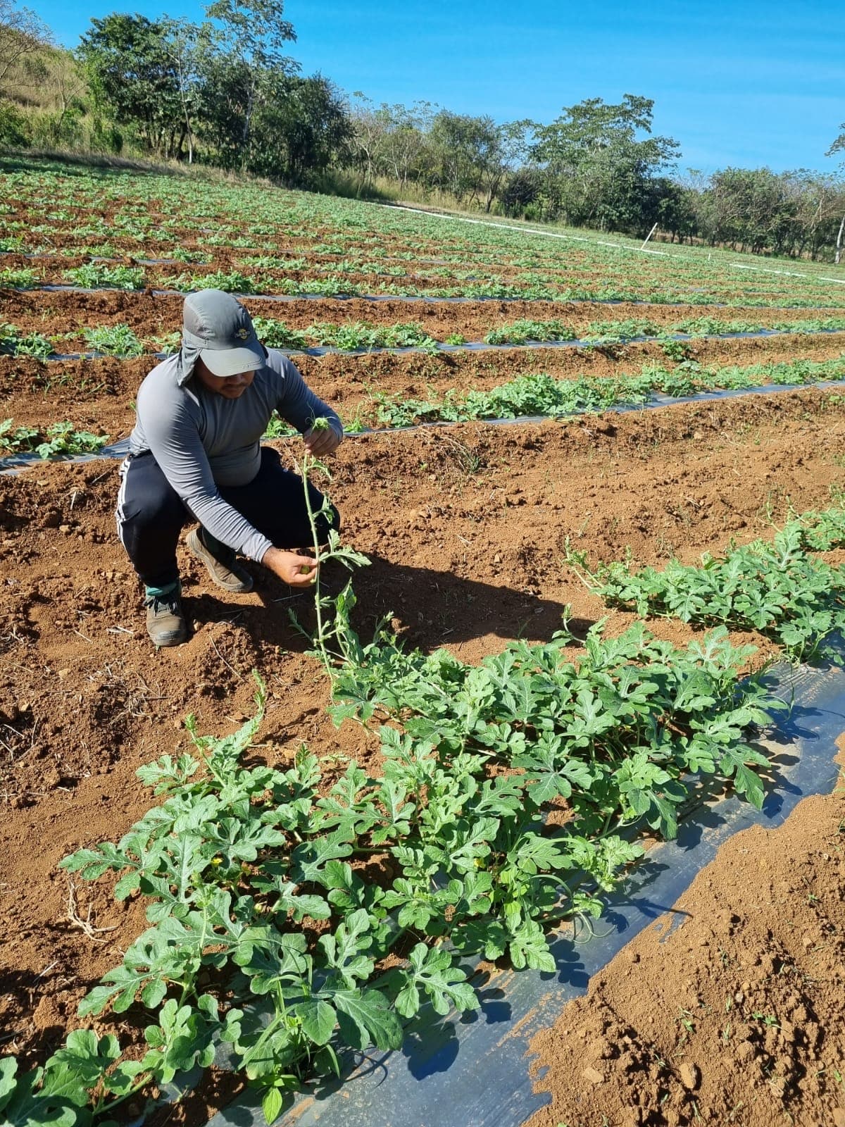 Panama Squash Co. agricultural production in Panama