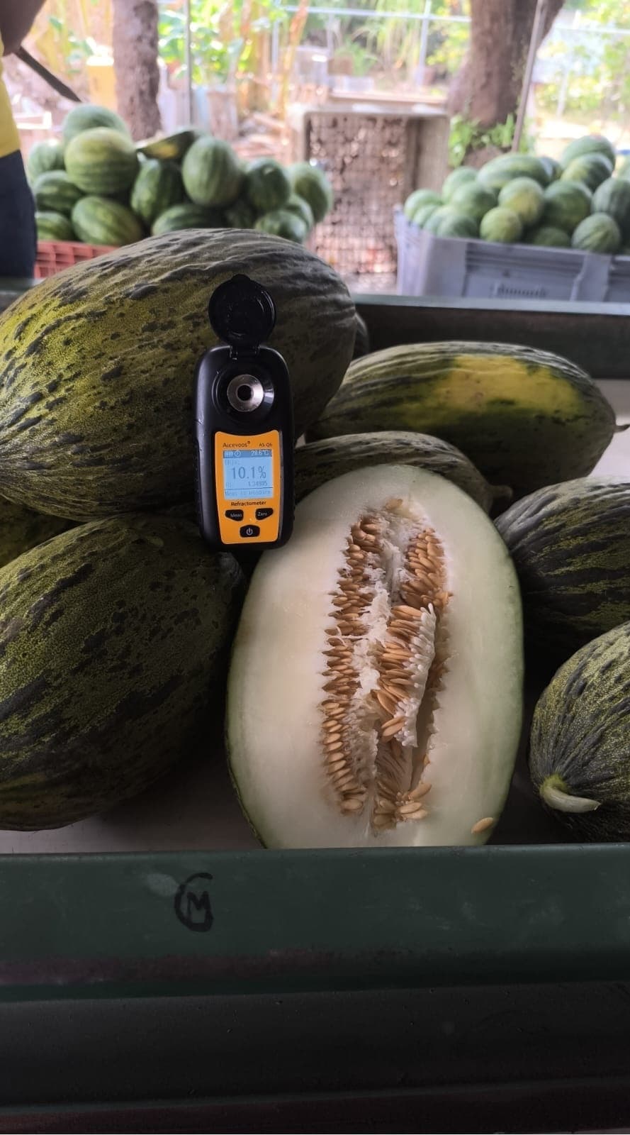 Panama Squash Co. agricultural production in Panama