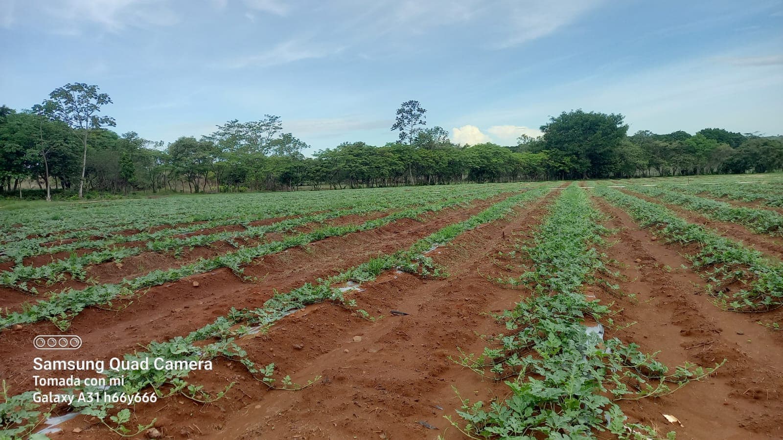 Panama Squash Co. agricultural production in Panama