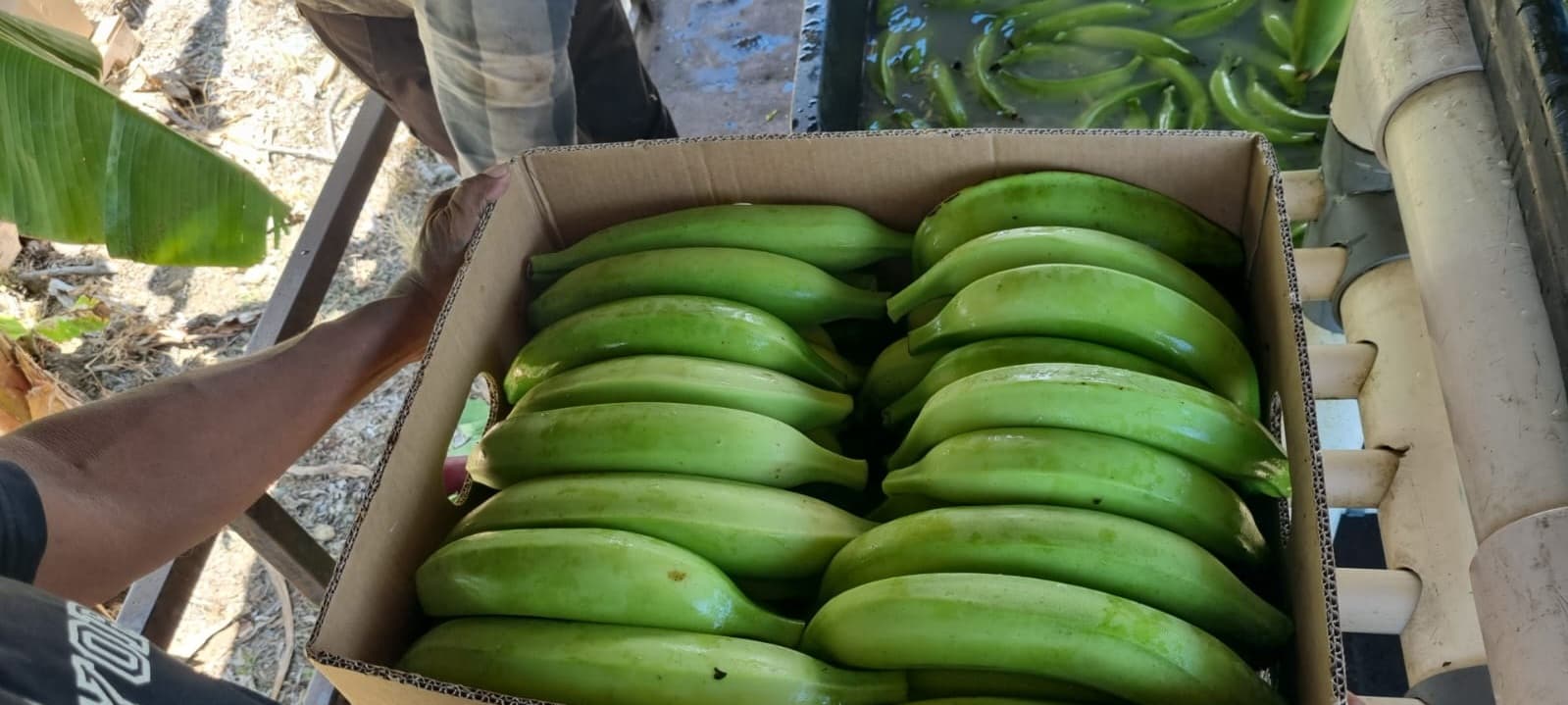 Plantains selected by Panama Squash Co.