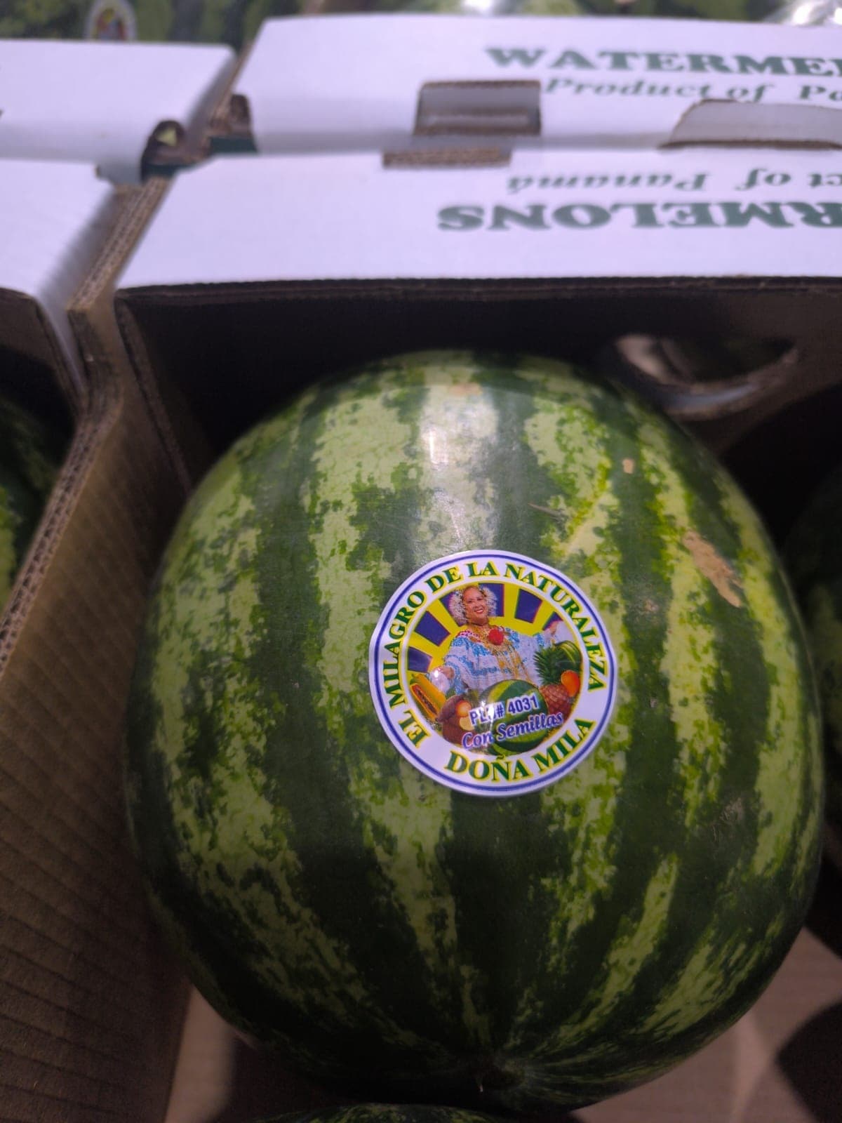 Watermelon growing and selection in Panama