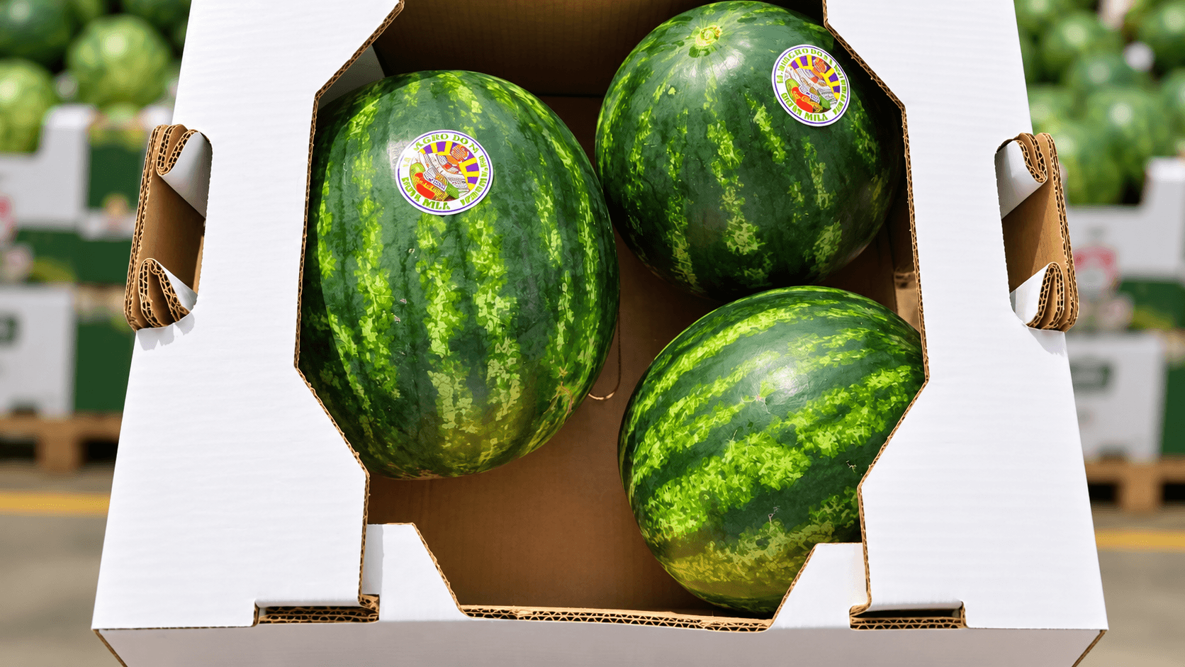 Watermelon growing and selection in Panama