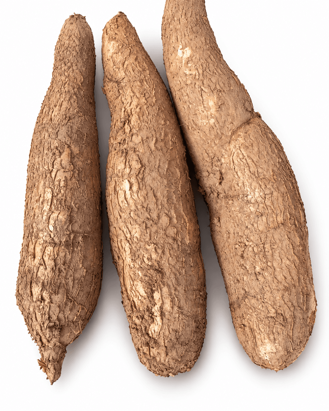 Waxed cassava grown in Panama